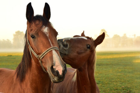 Tetanus: The Case of the Downer Horses Image